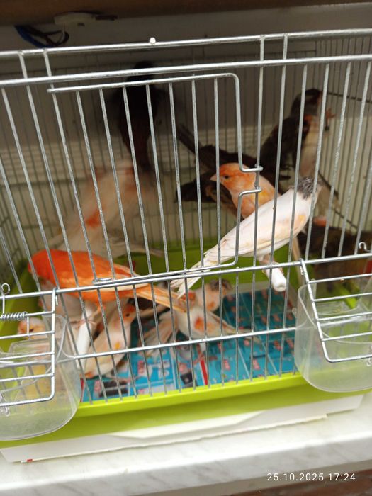 Sprzedam kanarki