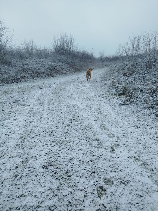 Вязка амстафа вік 2 звати Тайсон