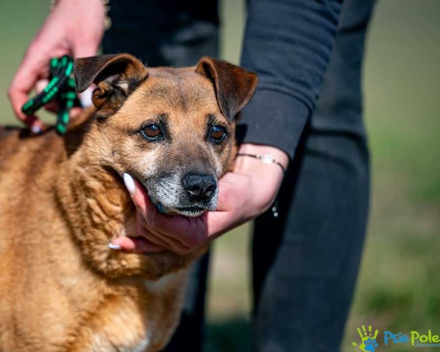 Spokojny, sympatyczny psiak PYPEĆ ogląda się za domkiem!