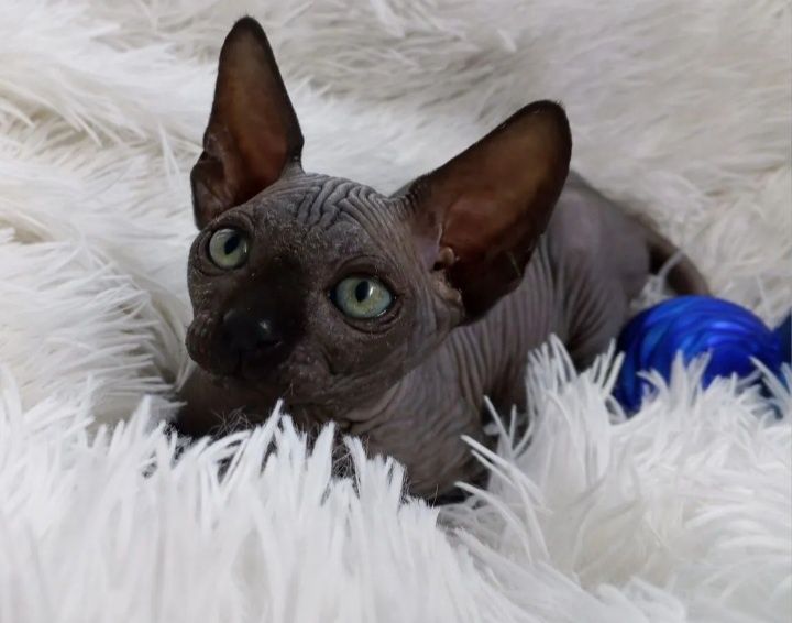 Котята сфинксики