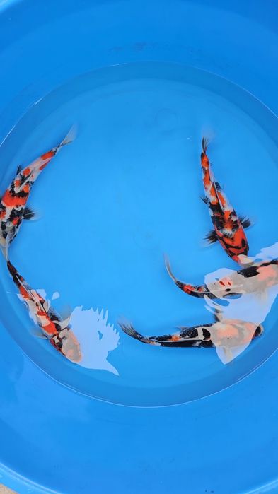 Carpas KOi - Showa - Tosai