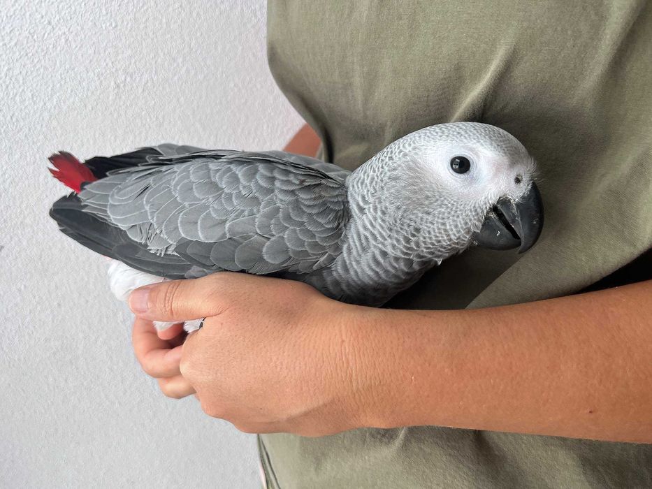 Papagaio cinzento