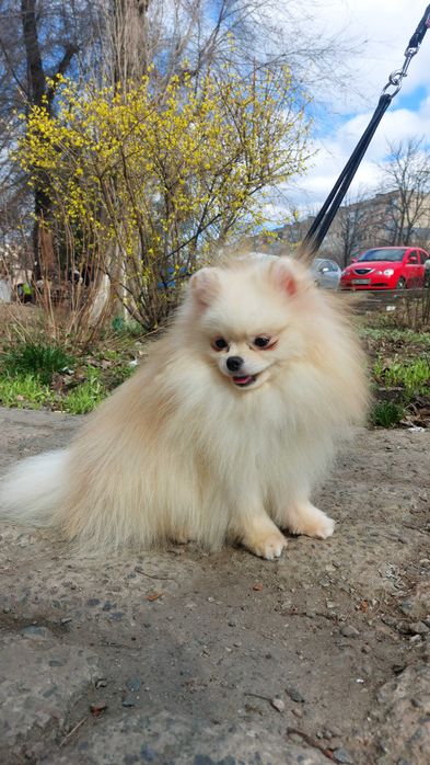 ШПИЦ померанский мальчик