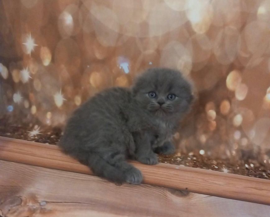 Scottish Fold Azul