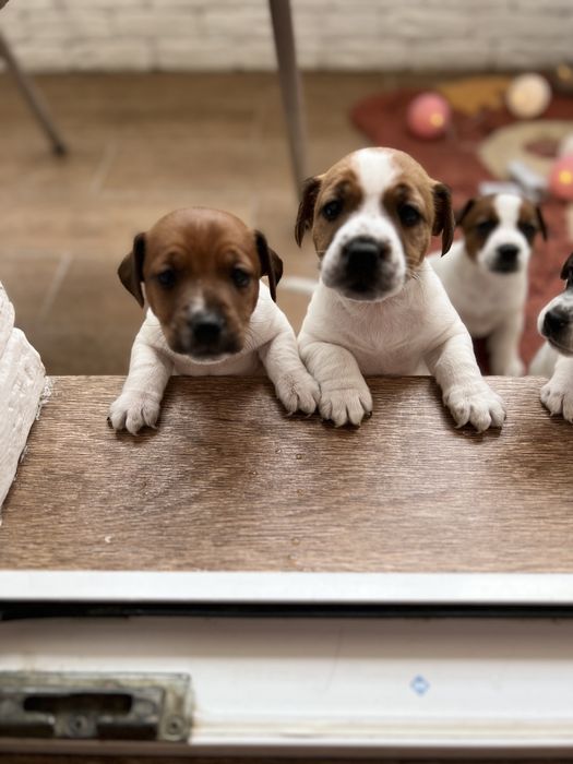 Чудові цуценятка