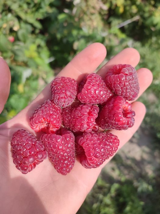 Продам саджанці малини  сорт Мапема