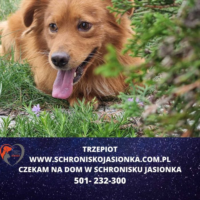 Trzepiot w schronisku jasionka