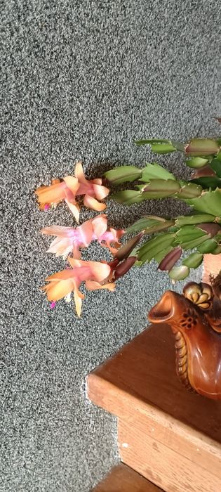 Різдво*яник оранжевий,помаранчевий свіжозріз