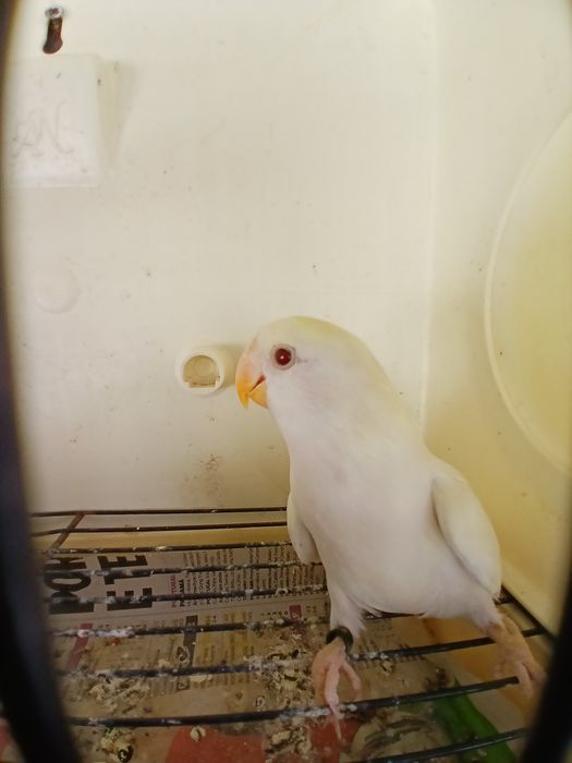 Agapornis domesticados