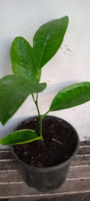 Продам кімнатній каламандін лимон мандарин.