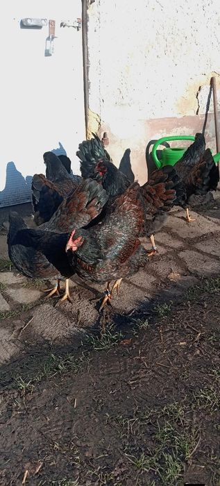 Jaja,jajka lęgowe  orpington, barnevelder,Brahma