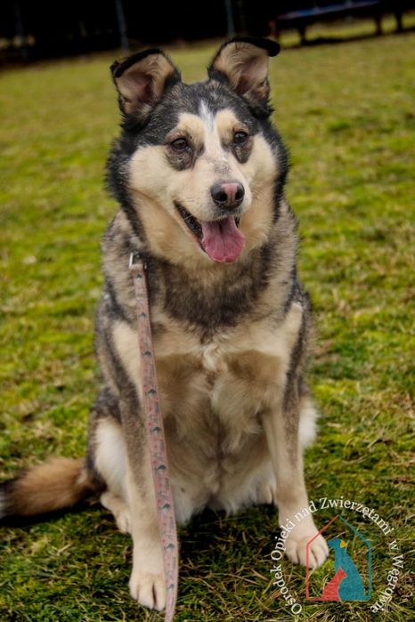 Furcia 165/23 - SZUKA DOMU!