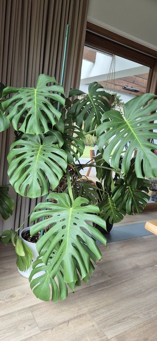 Monstera Sprzedam