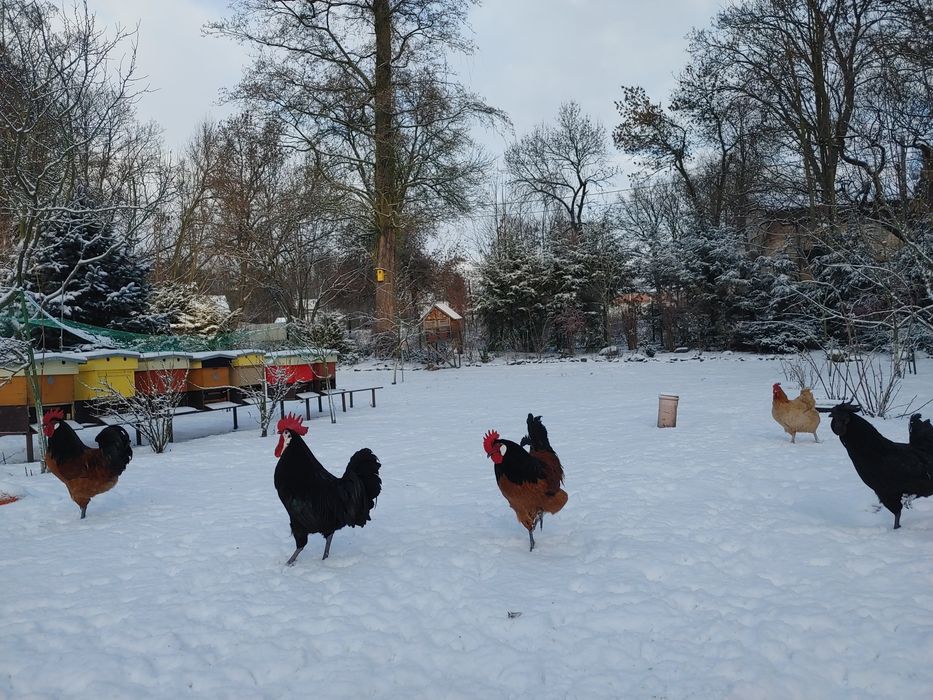 Koguty ayam cemani wloszka