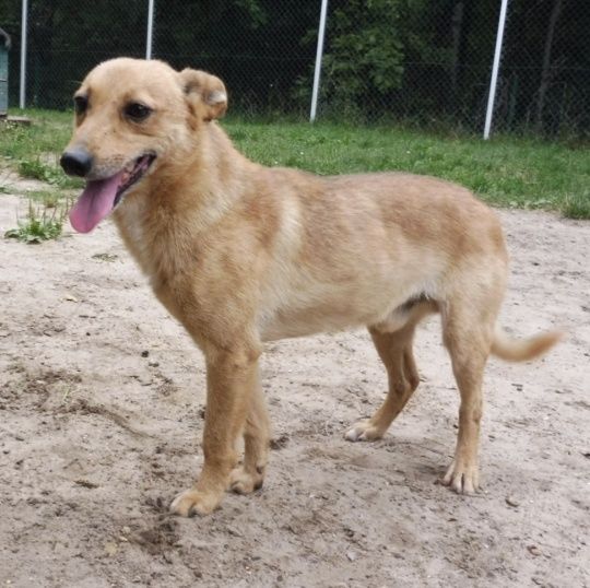 Śliczny mały Etylek do adopcji