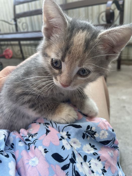 Кошенята шукають родину