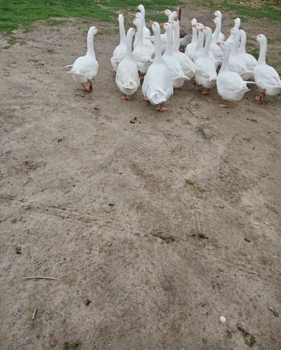 Gęśi do dalszego chowu