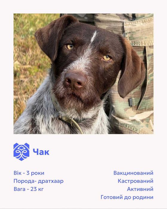 Чак, дратхаар, шукає дім