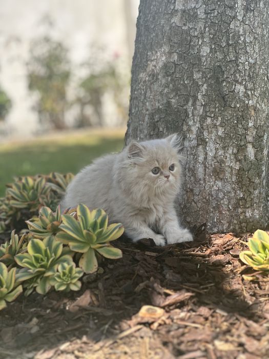 Gatinho Persa