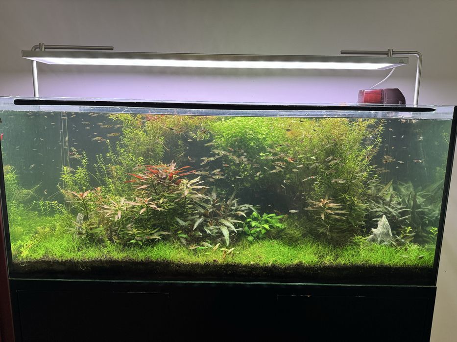 Vendo aquário plantado completo 120 X 50 X50 com filtro JBL 1502 sistema CO2 luminária week Aqua e móvel