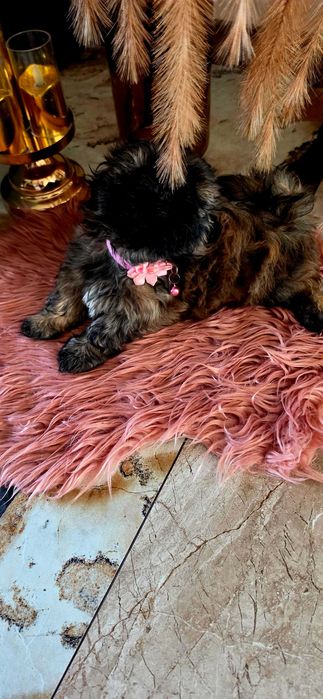 Shih Tzu  ARIA Gen Blue