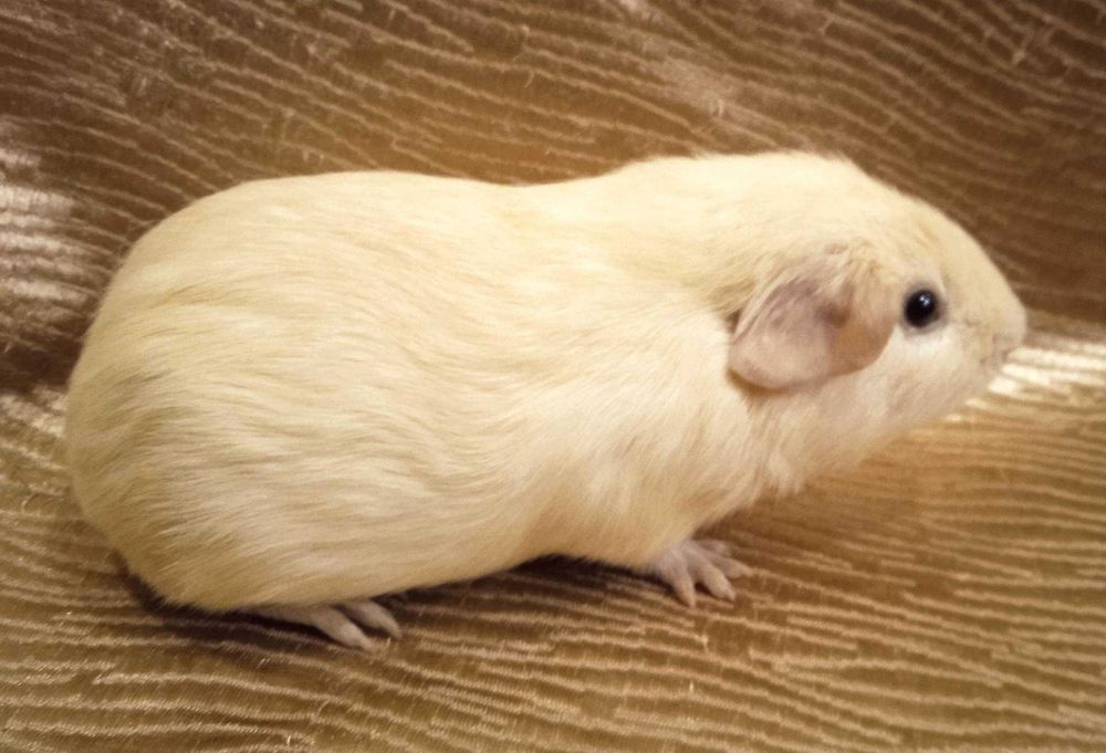 Морская свинка, питомник породистых морских свинок Мехико.