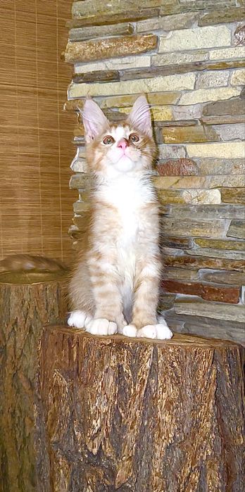 Сонячний хлопчик мейн-кун полідакт