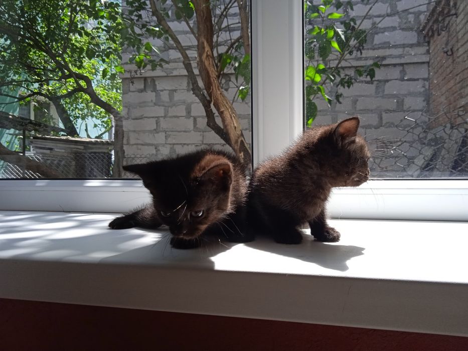 4 маленьких друга ищут семью