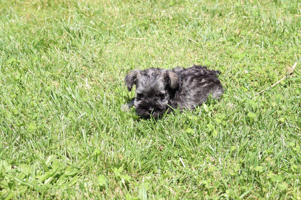 Schnauzer miniatura sal e pimenta macho