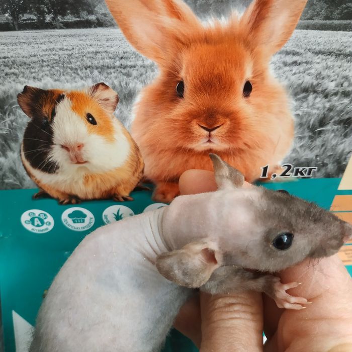 Крыски крысята разные животные грызуны крыса криса щур пацюки свинки х