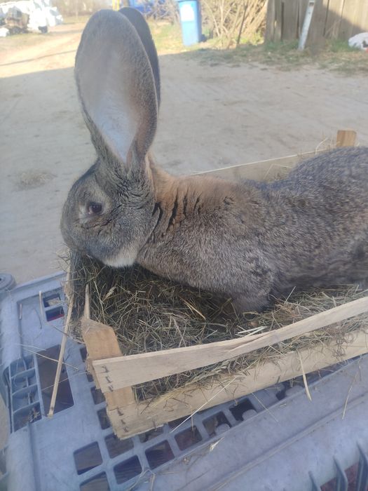 Młode samice olbrzyma belgijskiego