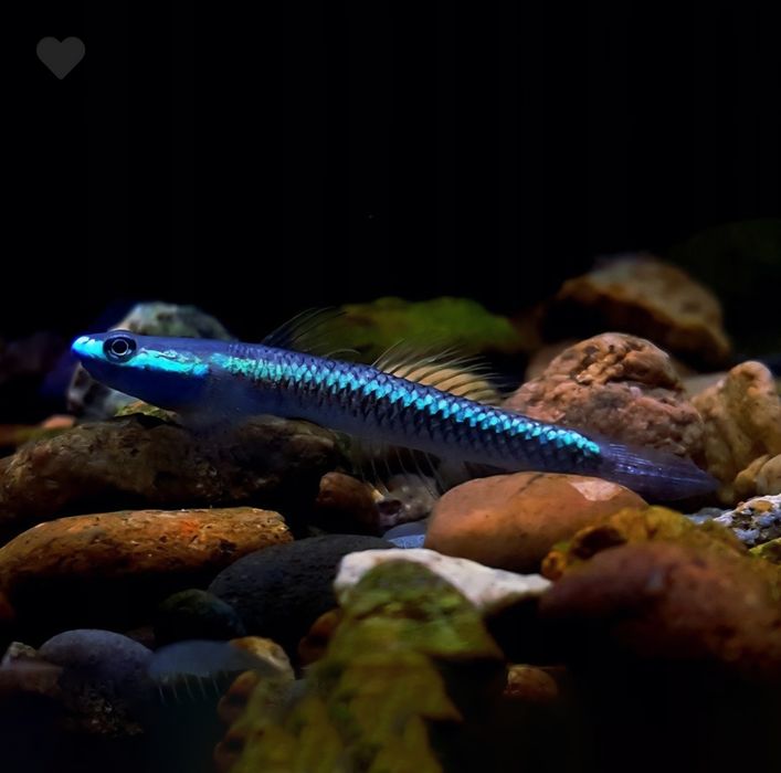 Babka Blue (Kobaltowa) – Stiphodon semoni