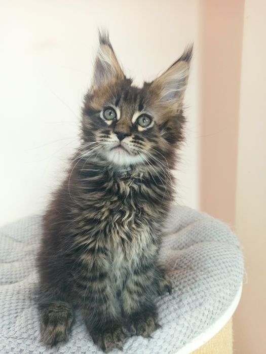 Maine Coon-kocurek tygrysio pręgowany