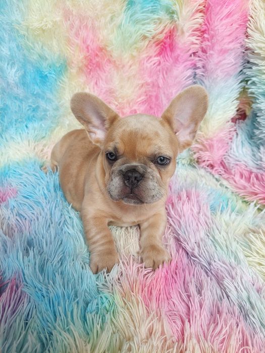 Buldog francuski lilac fawn merle Rambo