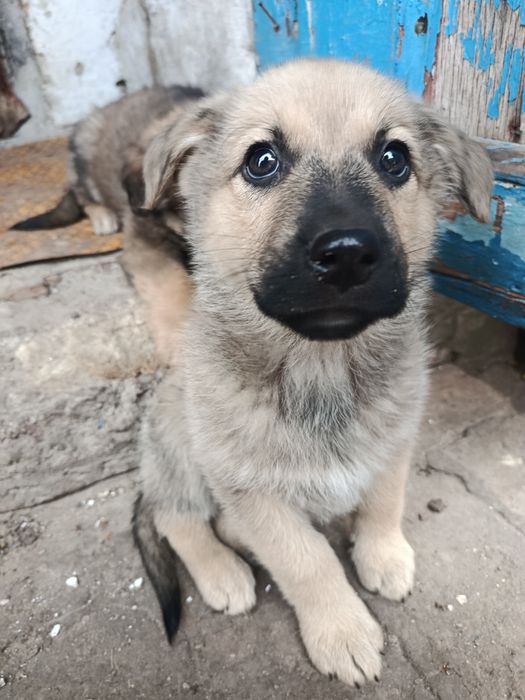 Отдам щенков в хорошие руки