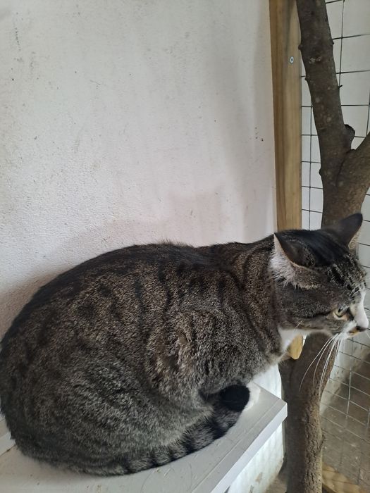 Gatos castrados para adoção