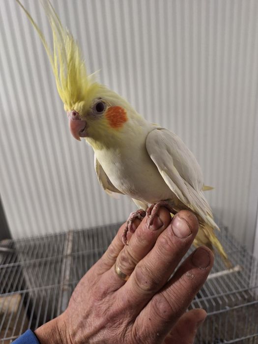 Cataturas  domisticadas