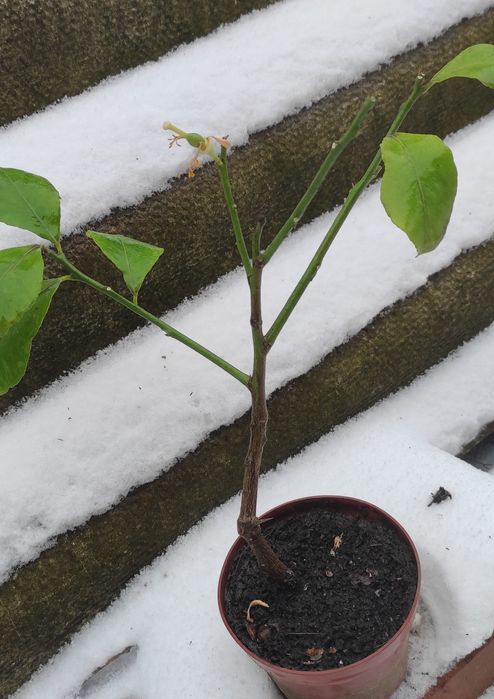 Вкорінений живець з плодоносного лимонного дерева , був із цвітом