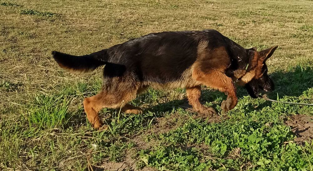 Owczarek niemiecki FCI