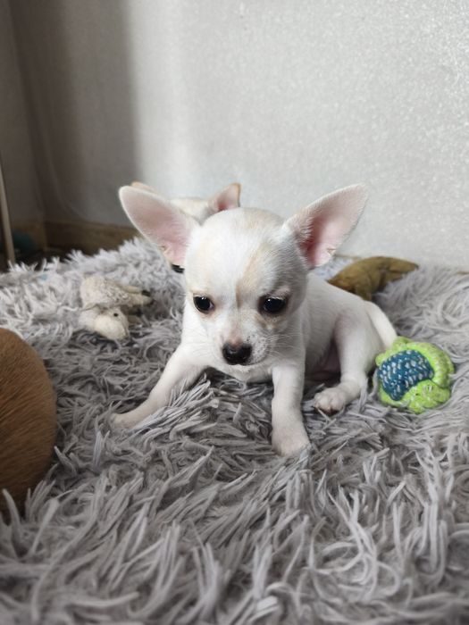 Suczka chihuahua krótkowłosa