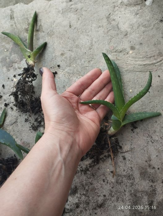 Алоє Вера з дітками