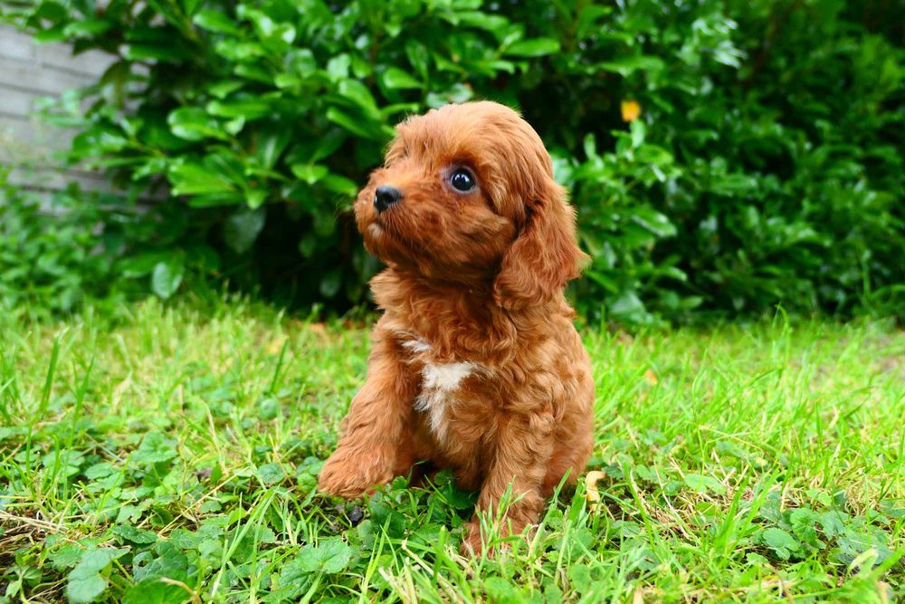 Cavapoo- Piękna zdrowa suczka- Badania genetyczne!