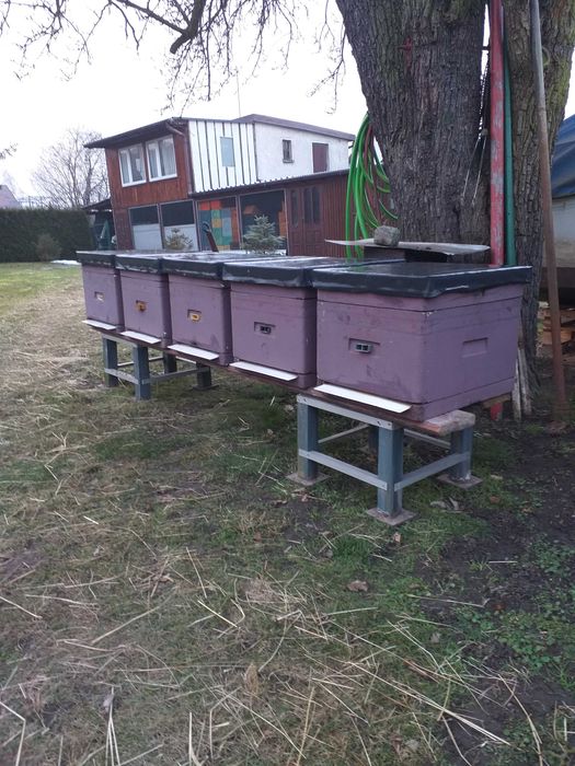 Ule wielkopolskie 12 ramkowe, styropianowe (owipian) Łysoń