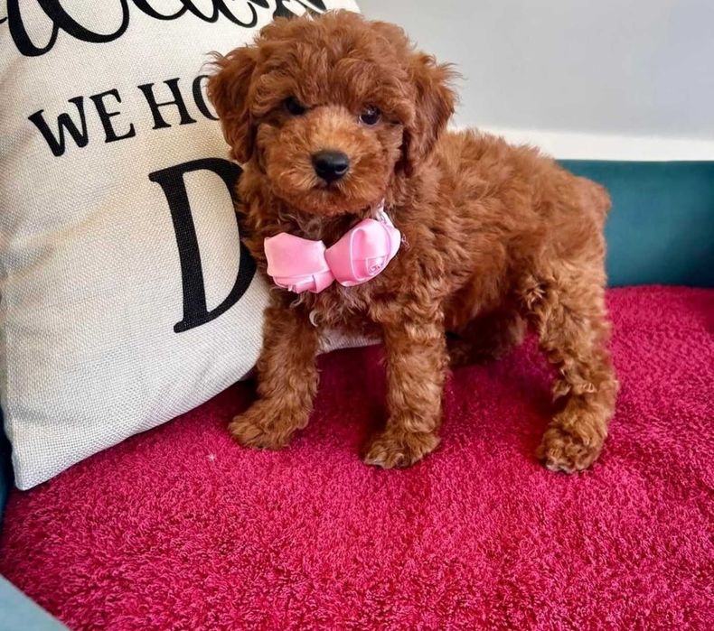 Красавчік той пудель,шукає свою маму