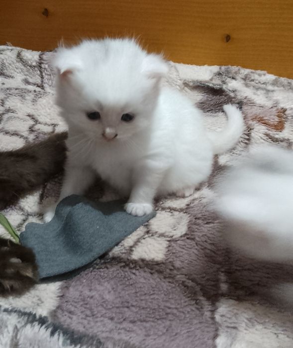 Бронювання котенят