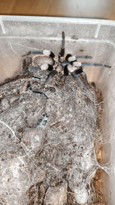 haplocosmia himalayana samiec adult