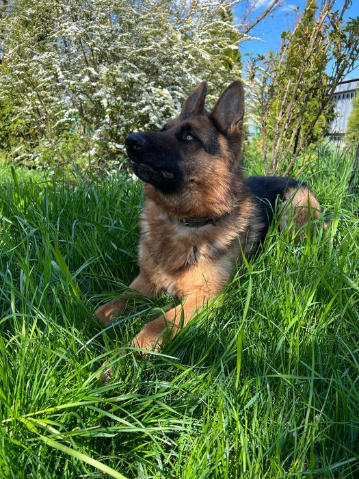 Німецька вівчарка -вязка