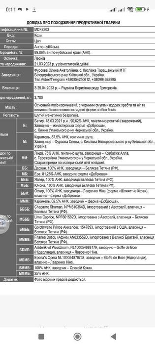 трьохмісячний   козлик-нубієць з Білоцерківського