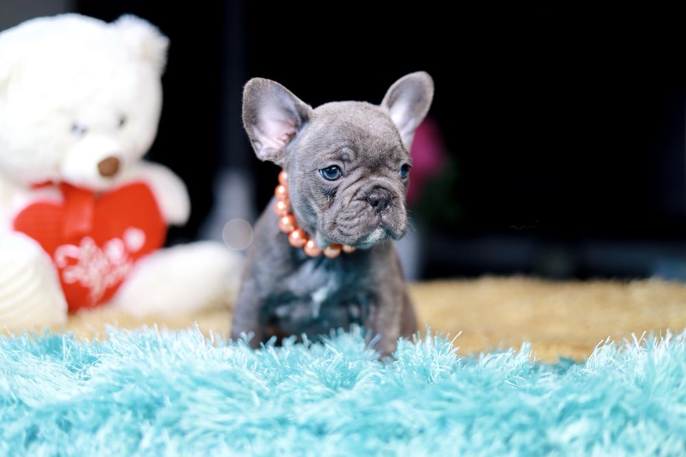 Buldog Francuski Suczka Blue