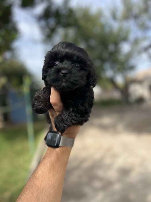 Ексклюзивне цуценя мальтіпу
